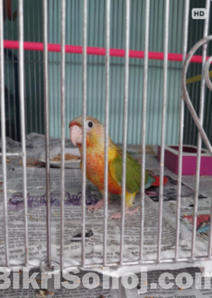 Pineapple conure(Double rate factor)